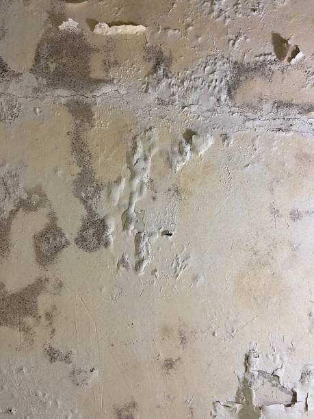 Home Mold Removal in Fergus Falls, MN